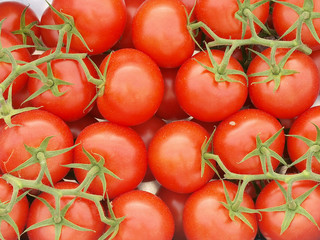 Freshly harvested Tomato in greenhouse