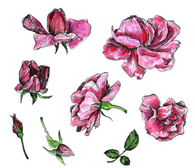 watercolor floral set
