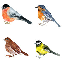 watercolor drawing bird