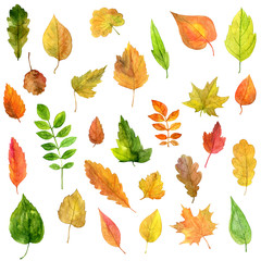 set of green leaves in watercolor