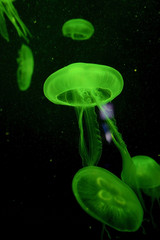 Jellyfish with green light on black background in the aquarium, Singapore