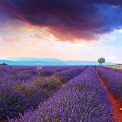 Fototapeta na wymiar Lavender field summer sunset