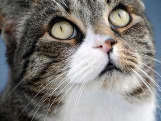 Kater Guck in die Luft! 