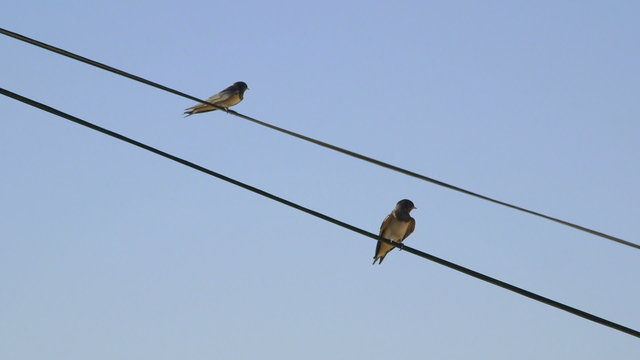 Two birds swallows sitting on wire against clear blue sky
