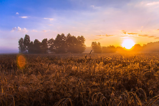 Fototapeta Wschód słońca nad polami uprawnymi