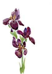 Irises drawing by watercolor