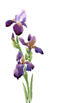 Irises drawing by watercolor