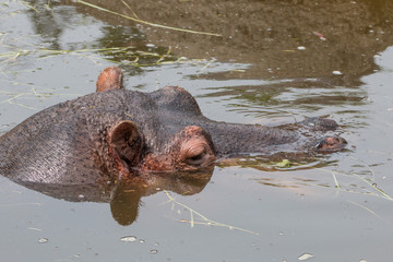 Fototapeta premium Hippo under water