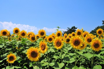 明野のひまわり