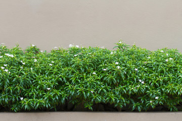 White jasmine flower garden in front of the wall