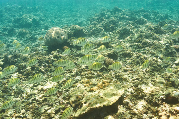 Fototapeta na wymiar Coral reef and fish