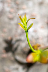 The growth of soft twigs.