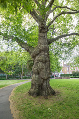 Plane Tree and Trunk