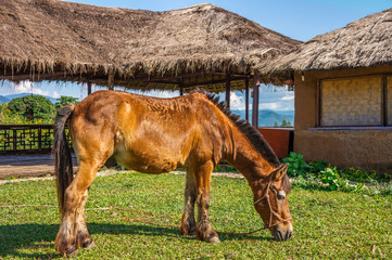 Naklejka na ściany i meble Brown horse is eating some grass in Chinese village, Northern Thailand