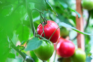 Ripe red tomatoes on plant