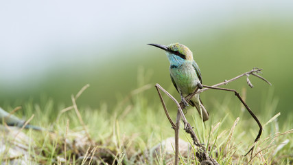 Green bee-eater in Pottuvil, Sri Lanka