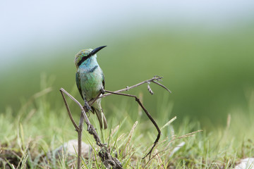 Green bee-eater in Pottuvil, Sri Lanka