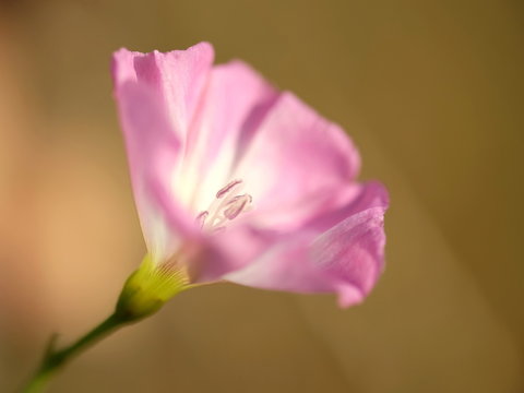 Ackerwinde