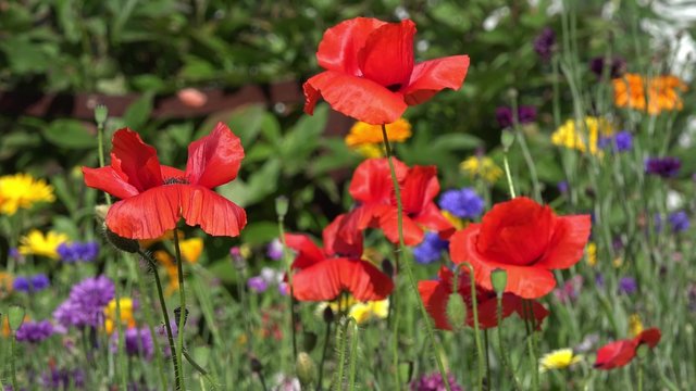 Red Poppies in front of colorful Summer flowers