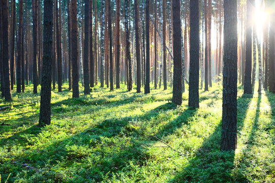 Fototapeta Sunrise in pine forest