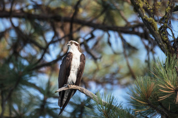Osprey in a tree