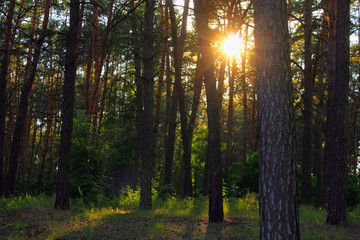pine forest with sunlight and shadows at sunset