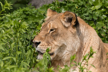 Fototapeta na wymiar Lioness in the sun