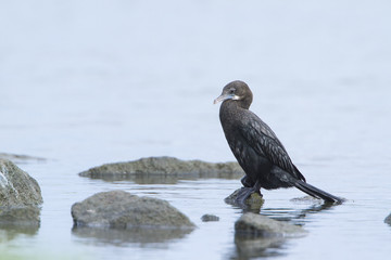 Little cormorant in Pottuvil, Sri Lanka