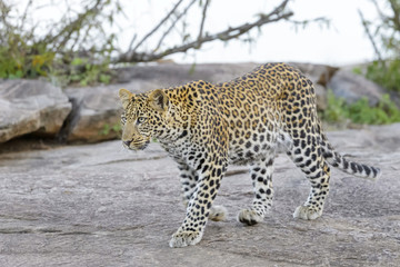 Leopard (Panthera pardus) walking on a rock, Serengeti national park, Tanzania.