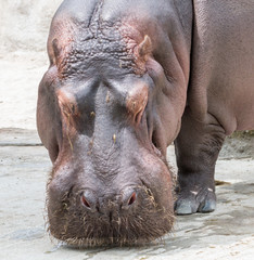 Hippo portrait frontal