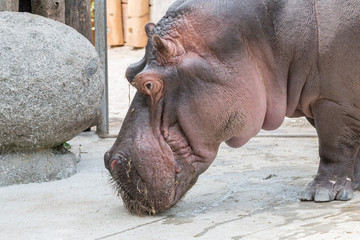 Hippo portrait frontal