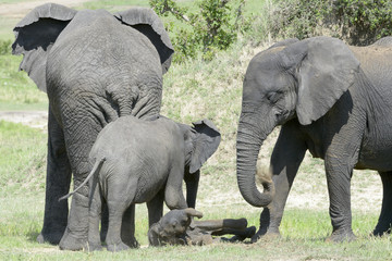 African Elephant (Loxodonta africana) family standing together with a small baby lying in between at a waterhole, Serengeti national park, Tanzania.