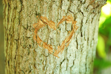 heart carved in tree close up