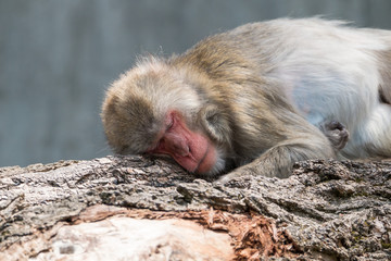 Sleeping Baboon