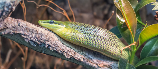 Green Rat Snake coming down