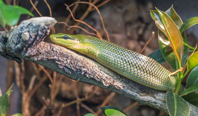 Green Rat Snake coming down