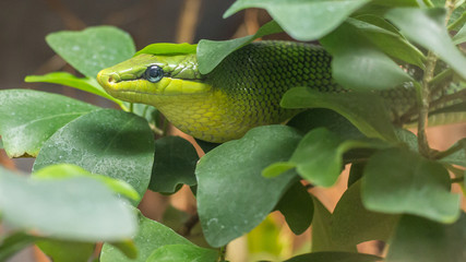 Green Rat Snake coming down