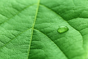 Green leaf with droplet, closeup