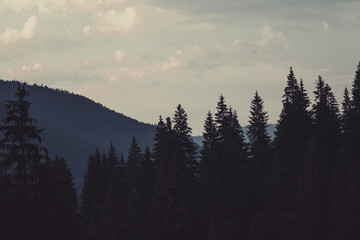 summer landscape in Carpathians