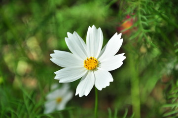 Flower garden of Jim Thompsan Farm