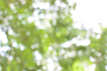 Obraz premium abstract blur soft green bokeh background