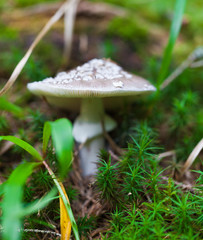 poisonous mushroom