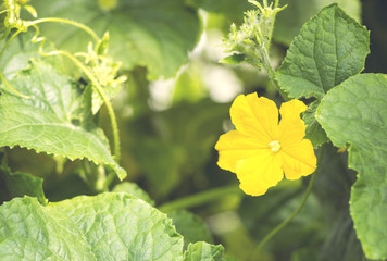Flower of cucumber