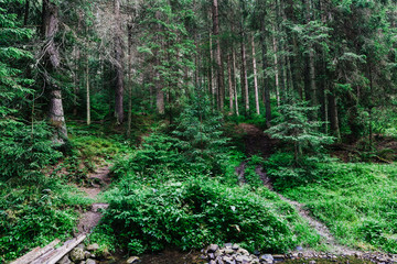 pine forest in the Carpathians