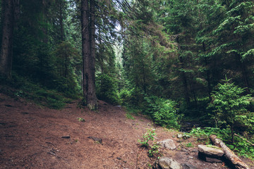 pine forest in the Carpathians