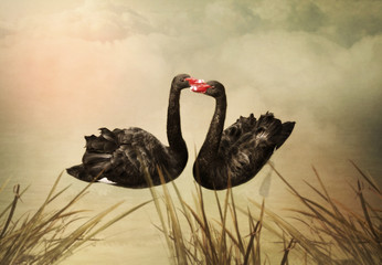 Black swans © nizhava1956