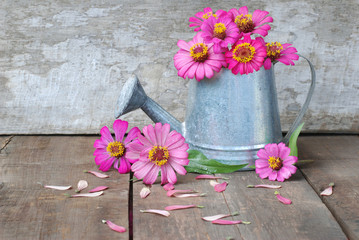 Zinnia flower in watering on a wooden background