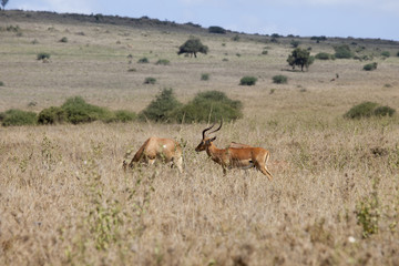 Naklejka na ściany i meble impalas in Kenya
