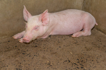 Small pigs in the farm