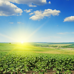 field sunflower sprouts and sunrise